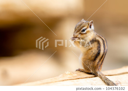 [Animal material] Chipmunk Hida Wild Grass Nature Garden [Gifu Prefecture] 104376102