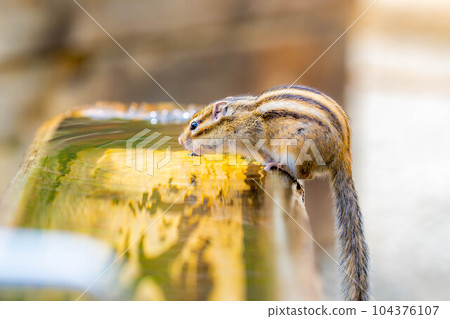 [Animal material] Chipmunk Hida Wild Grass Nature Garden [Gifu Prefecture] 104376107