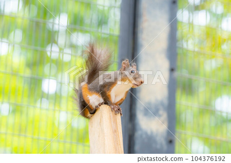 [Animal material] Japanese squirrel [Gifu Prefecture] 104376192