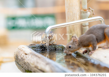 [動物素材] 日本松鼠 [岐阜縣] 104376201