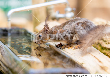 [Animal material] Ezo squirrel Hida wild grass natural garden [Gifu Prefecture] 104376392
