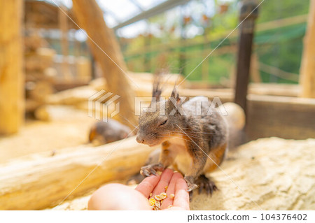 [Animal material] Ezo squirrel Hida wild grass natural garden [Gifu Prefecture] 104376402