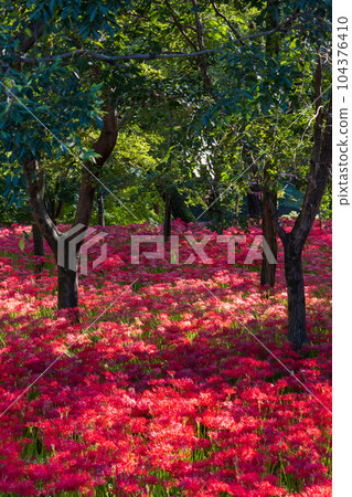 Saitama Hidaka City Kinchakuda, Japan's No. 1 red spider lily colony 104376410