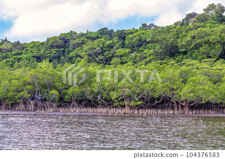 Nakama River (Iriomote Island, sunny in October) Nakama River (Iriomote Island, sunny in October) 104376583