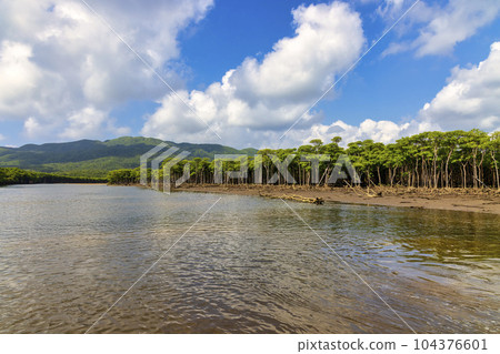 仲間川（西表島，十月陽光明媚） 104376601