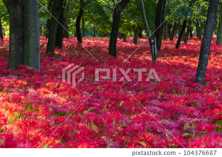 Saitama Hidaka City Kinchakuda, Japan's No. 1 red spider lily colony Saitama Hidaka City Kinchakuda, Japan's No. 1 red spider lily colony 104376687