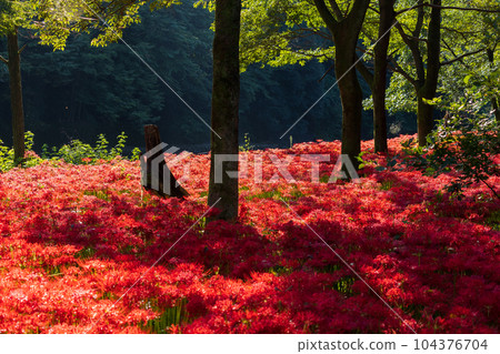 Saitama Hidaka City Kinchakuda, Japan's No. 1 red spider lily colony 104376704
