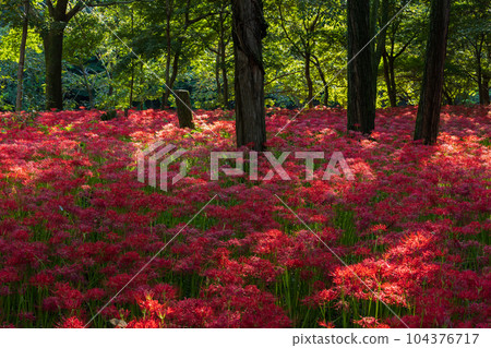 埼玉縣日高市金澤田，日本第一的紅蜘蛛百合群落 104376717