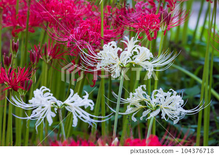 Saitama Hidaka City Kinchakuda, Japan's No. 1 red spider lily colony Saitama Hidaka City Kinchakuda, Japan's No. 1 red spider lily colony 104376718