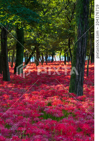 埼玉縣日高市金澤田,日本第一的紅蜘蛛百合群落 埼玉縣日高市金澤田,日本第一的紅蜘蛛百合群落 104376719