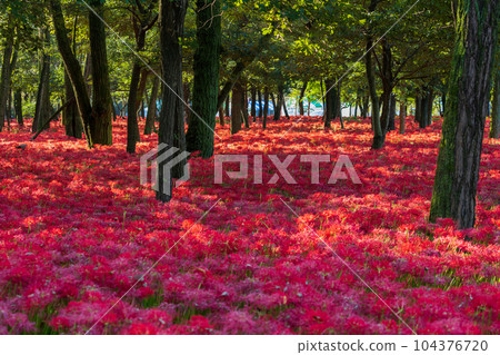 埼玉縣日高市金澤田,日本第一的紅蜘蛛百合群落 埼玉縣日高市金澤田,日本第一的紅蜘蛛百合群落 104376720