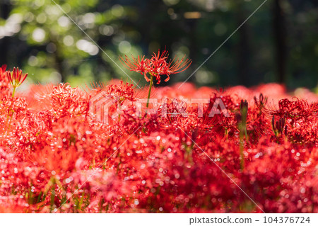 埼玉縣日高市金澤田，日本第一的紅蜘蛛百合群落 104376724