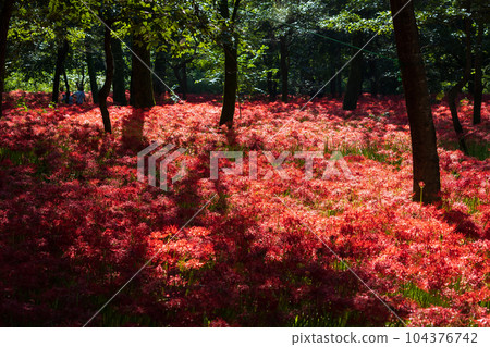 埼玉縣日高市金澤田，日本第一的紅蜘蛛百合群落 104376742
