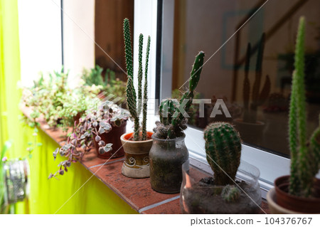 beautiful green home plants in pots on the windowsill in the house beautiful green home plants in pots on the windowsill in the house 104376767