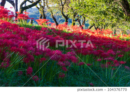 Saitama Hidaka City Kinchakuda, Japan's No. 1 red spider lily colony Saitama Hidaka City Kinchakuda, Japan's No. 1 red spider lily colony 104376770