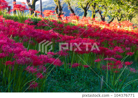 Saitama Hidaka City Kinchakuda, Japan's No. 1 red spider lily colony Saitama Hidaka City Kinchakuda, Japan's No. 1 red spider lily colony 104376771