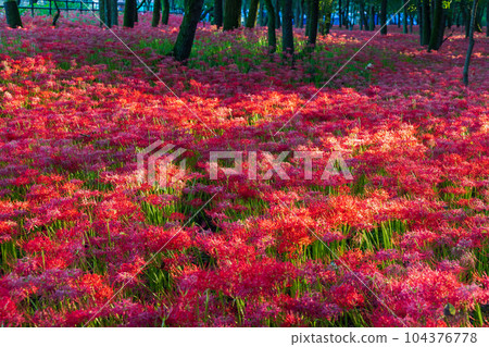 Saitama Hidaka City Kinchakuda, Japan's No. 1 red spider lily colony 104376778