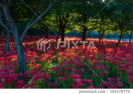 Saitama Hidaka City Kinchakuda, Japan's No. 1 red spider lily colony Saitama Hidaka City Kinchakuda, Japan's No. 1 red spider lily colony 104376779