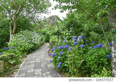Hydrangea blooming on the Nesugatayama promenade in Shimoda Hydrangea blooming on the Nesugatayama promenade in Shimoda 104377037