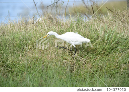 Egret hunting in grassland environment, La pampa, Argentina. 104377050