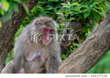 樹上的日本獼猴 嵐山雪猴公園 岩田山 樹上的日本獼猴 嵐山雪猴公園 岩田山 104377236