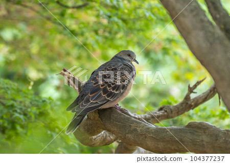 斑鳩 斑鳩 104377237