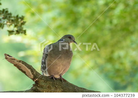 斑鳩 斑鳩 104377239