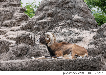 Mouflon Tennoji Zoo Mouflon Tennoji Zoo 104377244