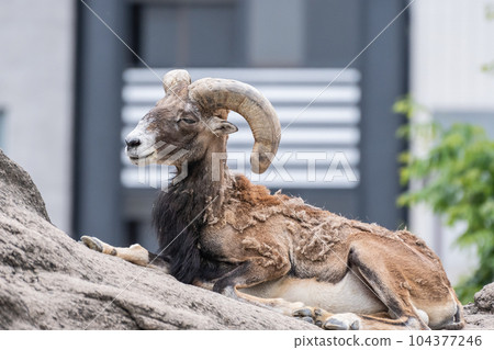 Mouflon Tennoji Zoo 104377246