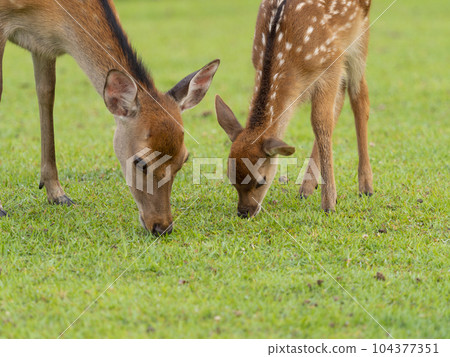 deer family eating grass 104377351
