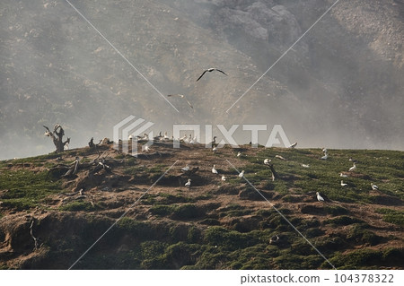 White Island Bird Colony White Island Bird Colony 104378322