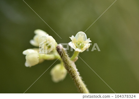 Female flower of Aotsuzurufuji 104378324
