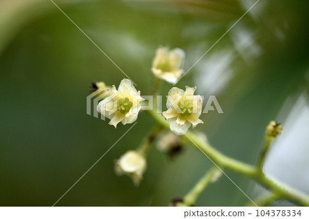 Female flower of Aotsuzurufuji 104378334