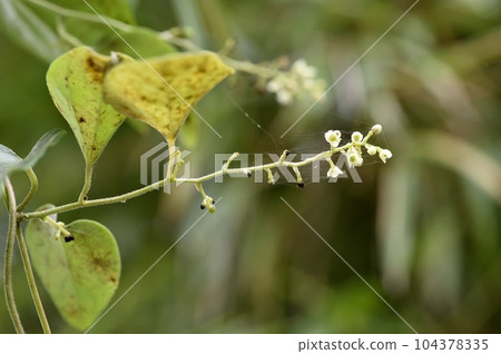 Female flower of Aotsuzurufuji 104378335