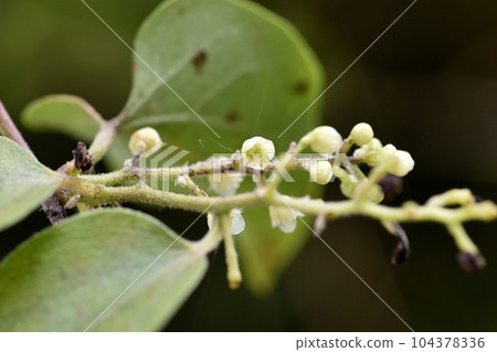 Female flower of Aotsuzurufuji 104378336