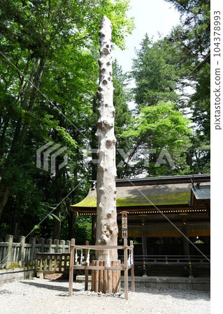 [Shimosuwa-cho, ``Suwa Taisha (Shimosha Harumiya),'' famous for its Onbashira Festival held once every six years] 104378993