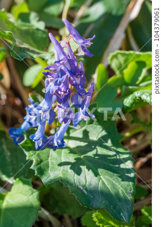 Blooming on the cape Erimo Spring Fairy Blue-purple flowers of Corydalis 104379061