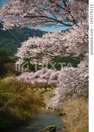 Kohiganzakura trees in Shimizu, Shitara-cho, Aichi Prefecture Kohiganzakura trees in Shimizu, Shitara-cho, Aichi Prefecture 104379113
