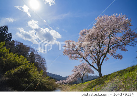 Kohiganzakura trees in Shimizu, Shitara-cho, Aichi Prefecture Kohiganzakura trees in Shimizu, Shitara-cho, Aichi Prefecture 104379134