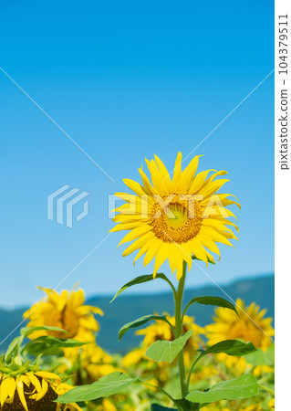 sunflower sunflower 104379511