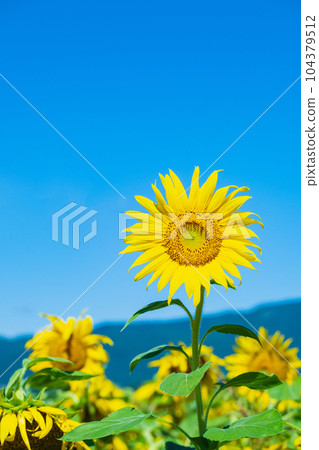 sunflower sunflower 104379512