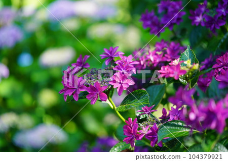 美麗的紅繡球花 104379921