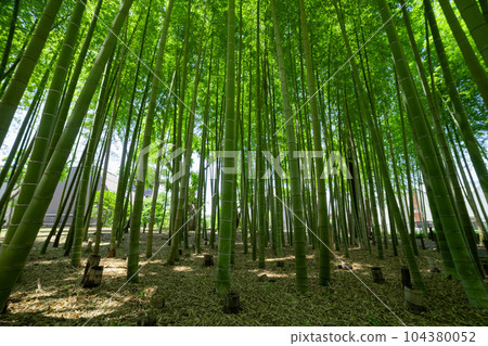 Fresh green bamboo grove in Daimon Takenoko Park [Eco image] 104380052