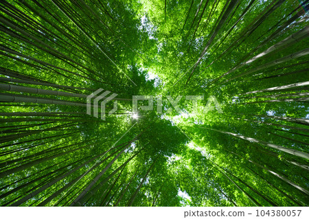 大門竹之子公園的新鮮綠色竹林 [生態圖像] 104380057