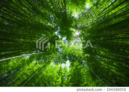 大門竹之子公園的新鮮綠色竹林 [生態圖像] 104380058
