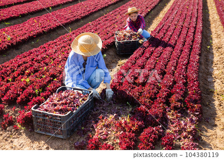 Two farmers harvest crop of red lettuce on farm field Two farmers harvest crop of red lettuce on farm field 104380119