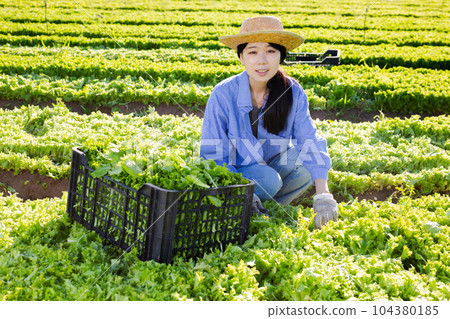 Portrait of asian woman farmer harvesting green lettuce to plastic crate at farm field 104380185