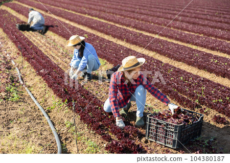 Young workwoman harvesting red lettuce leaves on farm field Young workwoman harvesting red lettuce leaves on farm field 104380187
