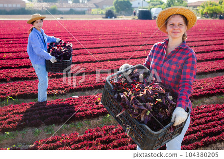 Smiling woman gardener with crate of fresh lettuce Smiling woman gardener with crate of fresh lettuce 104380205