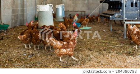 Laying hens drink water from an automatic drinker in chicken coop 104380788